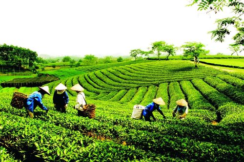 Sắp vào vụ thu hái đầu tiên của năm, giá chè xuất khẩu tăng nhẹ