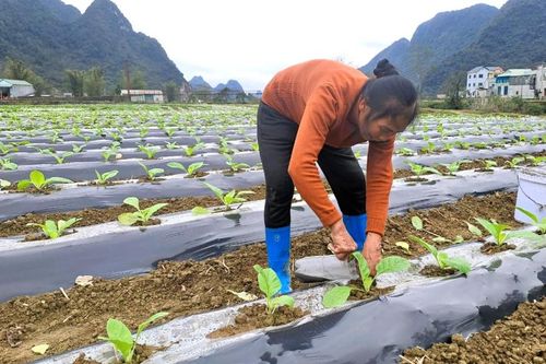Trùng Khánh phát triển cây thuốc lá