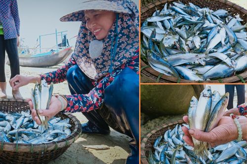 Trúng đậm hàng tấn cá trích, ngư dân thu tiền triệu sau vài tiếng ra khơi