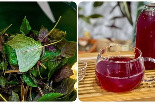 Nước lá tía tô rất tốt nhưng 'đại kỵ' với nhóm người này