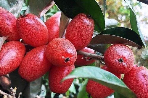Tác dụng chữa bệnh của cây nhót