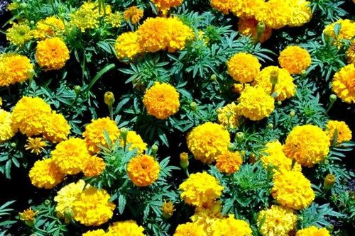 Tại sao cúc vạn thọ đẹp, tên ý nghĩa nhưng không được đặt lên bàn thờ?