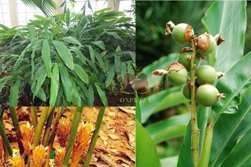 Loại hạt đắt đỏ trên thế giới, có nhiều ở Việt Nam, giá 2 triệu đồng/kg