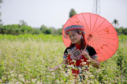 Về Quảng Nam ngắm hoa tam giác mạch