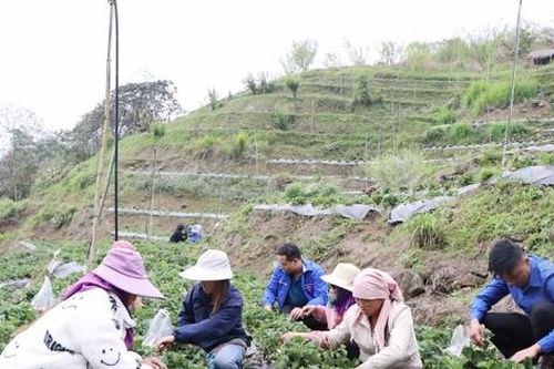 Thanh niên người Mông khởi nghiệp trồng dâu tây trên đất cằn, thu trăm triệu mỗi năm