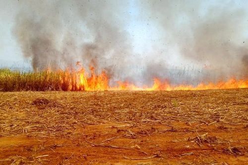 Kon Tum: Hỗ trợ thu mua 350 tấn mía bị cháy cho nông dân