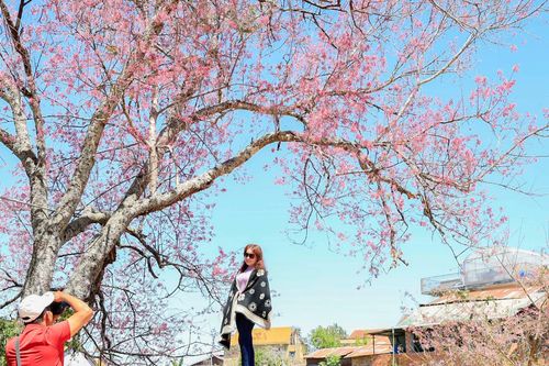 Rộn ràng sắc hồng cuối xuân...