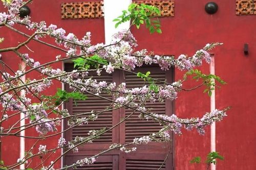 Điệp anh đào nở rộ - Mùa xuân hồng tinh khôi