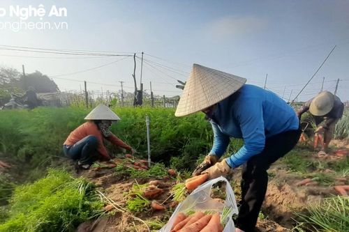 Rau màu tăng giá, nông dân thị xã Hoàng Mai tích cực thu hoạch