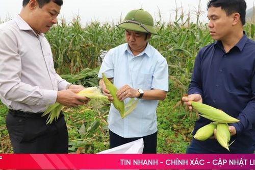 Hương Sơn mở rộng diện tích trồng ngô ngọt