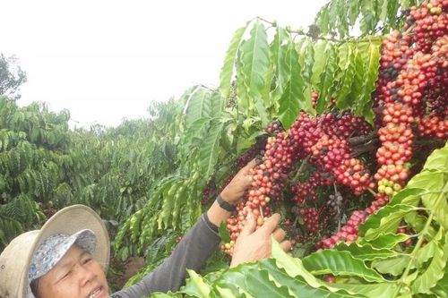Phụ nữ Việt Nam tiên phong trong thích ứng với biến đổi khí hậu