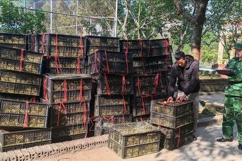 Quảng Ninh: Bắt giữ gần 43 ngàn con vịt giống không rõ nguồn gốc