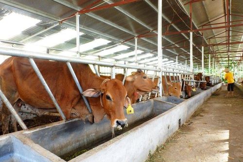 VCCI: Kiểm kê khí nhà kính, thêm gánh nặng cho doanh nghiệp chăn nuôi