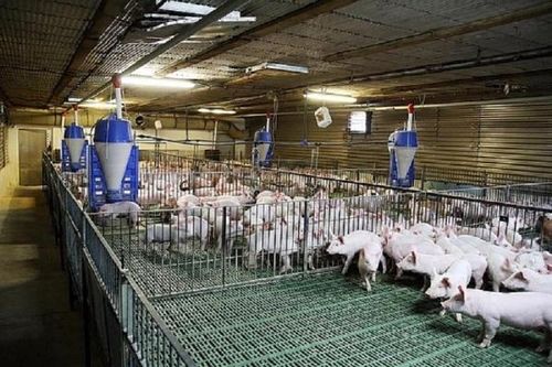 Kiểm kê khí nhà kính, thêm gánh nặng cho ngành chăn nuôi