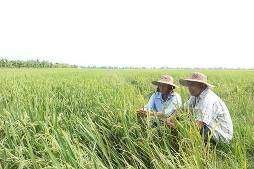 Giải pháp tổng thể để đến với nông nghiệp xanh
