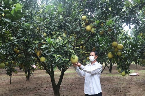 Xây dựng thương hiệu cho nông sản địa phương