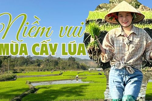 Niềm vui mùa cấy