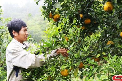 Thu nhập cao từ trồng cam hữu cơ