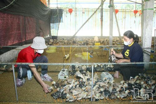 Cẩn trọng khi tái đàn gia súc, gia cầm