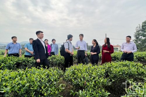 Giáo sư người Nhật Bản giới thiệu giải pháp sinh học trong trồng chè
