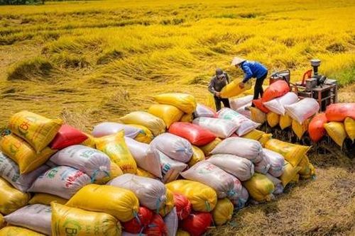 Lọt top 3 xuất khẩu lớn nhất thế giới, vì sao gạo Việt Nam vẫn ít người biết?