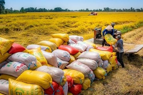 Lập sàn giao dịch lúa gạo để minh bạch kinh doanh