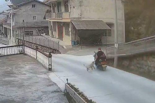 Vướng dây xích chó, người phụ nữ đi xe máy ngã nhào