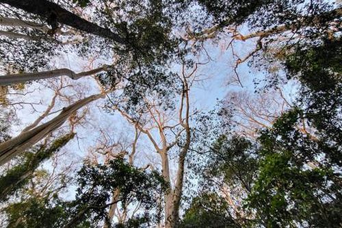 Một ngày 'trốn nắng' ở Vườn Quốc gia Cát Tiên