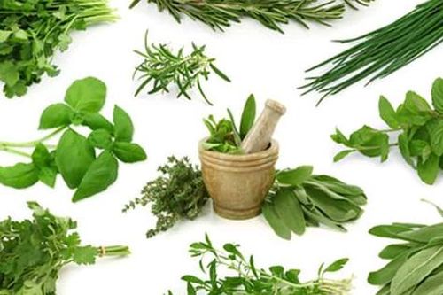 7 loại rau gia vị trong vườn được sử dụng làm thuốc