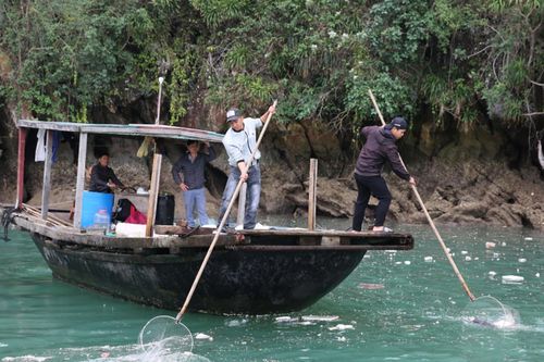 Quảng Ninh: Triển khai đợt cao điểm thu gom rác trôi nổi trên Vịnh Hạ Long