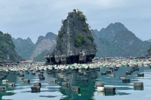 Ban quản lý lên tiếng khi vịnh Hạ Long ngập rác