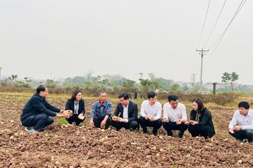 Hà Nội: Nông dân được mùa, được giá vụ khoai tây Đông Xuân