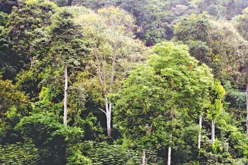 Tăng cường công tác quản lý, bảo vệ và phát triển rừng