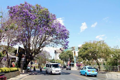 Đà Lạt, bâng khuâng mùa hoa tím