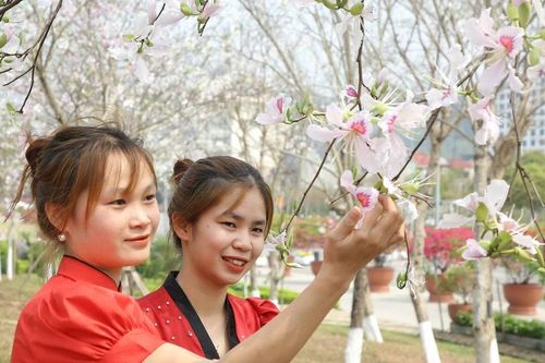 Hoa ban nở trắng thành phố Sơn La
