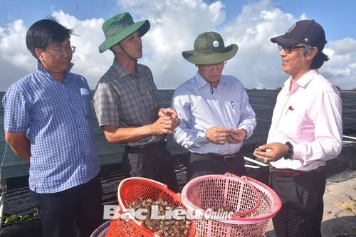 Nuôi ốc hương dưới ao bạt, nông dân Bạc Liêu bán 420.000 đồng/kg
