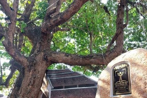 Bình Dương công bố Cây di sản và linh vật kỷ lục Việt Nam