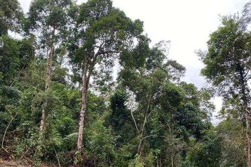 Yêu cầu điều tra, xử lý vụ phá rừng làm đường dây tải điện thủy điện Tr'Hy