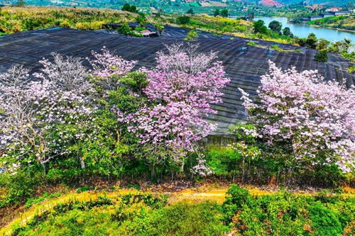 Đắm say cùng hồng phấn