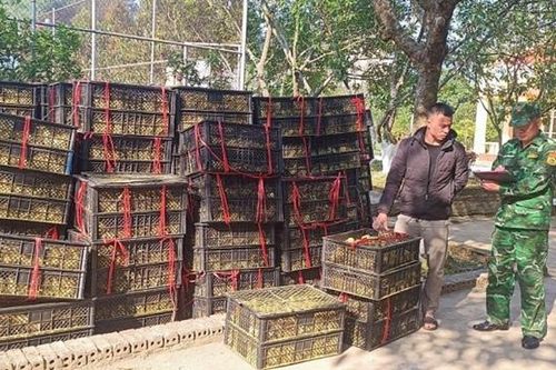 Phát hiện vụ vận chuyển hơn 42 nghìn con vịt giống không rõ nguồn gốc