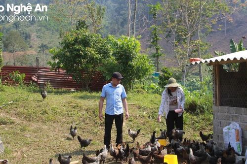 Người dân vùng cao Nghệ An tái đàn vật nuôi sau Tết