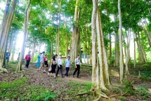 Các chủ rừng ở Nghệ An sẽ được chi trả tiền giảm phát thải khí nhà kính