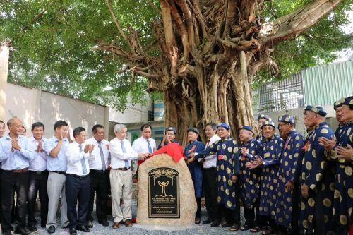 Bình Dương: Công nhận cây 'đoàn kết' 200 năm tuổi là Cây di sản Việt Nam