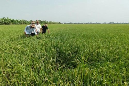 Nông nghiệp xanh: Hiệu ứng từ phân bón hữu cơ, thuốc sinh học