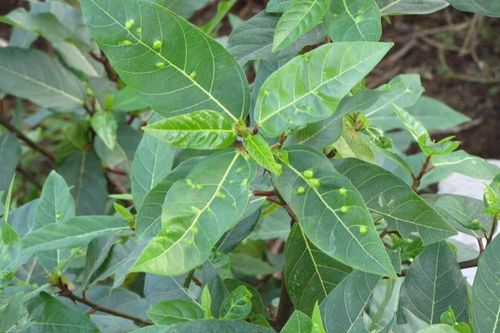 Nốt sần như mụn trên lá sung là gì?