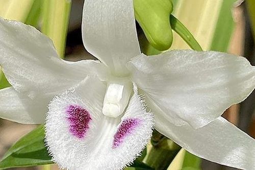 Cảnh giác trước lời đồn thổi lan đột biến đang 'sốt' trở lại