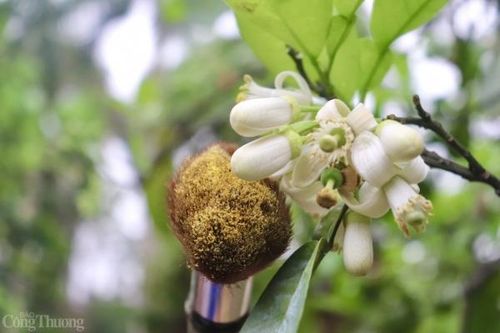 Kiếm tiền triệu từ mùa làm 'ông tơ, bà nguyệt' tại làng bưởi đệ nhất danh thơm