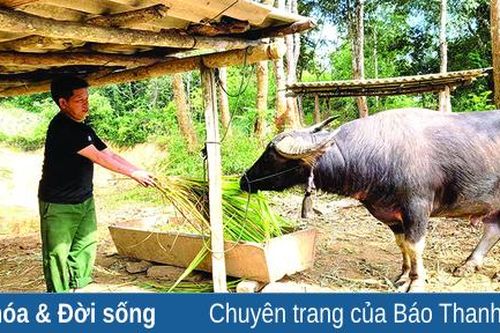 Bản người Mông ở Cá Nọi học cách thoát nghèo