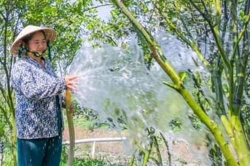 Chăm sóc quýt hồng cho mùa vụ mới