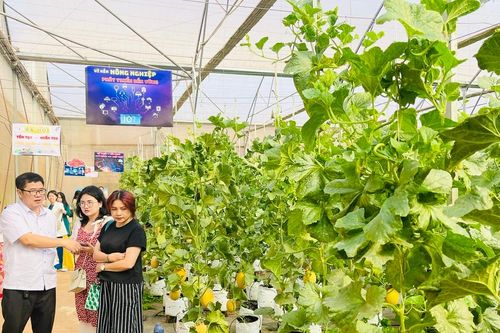 Tham quan mô hình nông nghiệp ứng dụng công nghệ 4.0